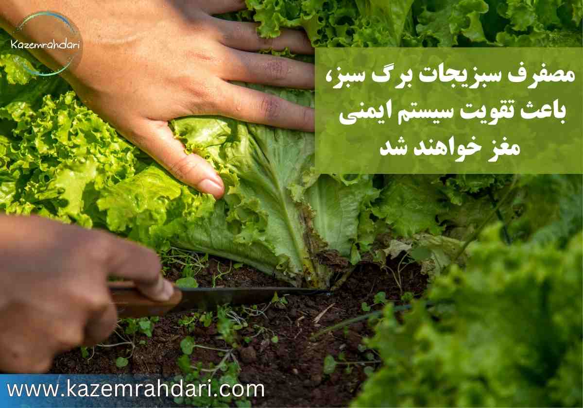 برای تمرکز چه بخوریم