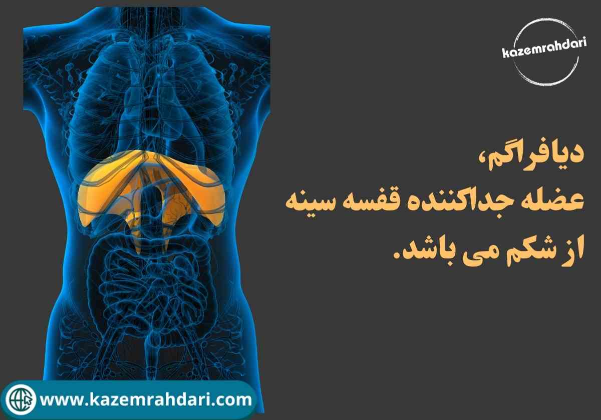 نفس دیافراگمی و تنفس شکمی